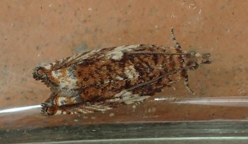 Epinotia abbreviana